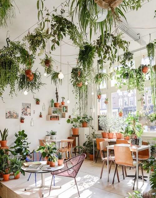 decorar con plantas de interior una habitación