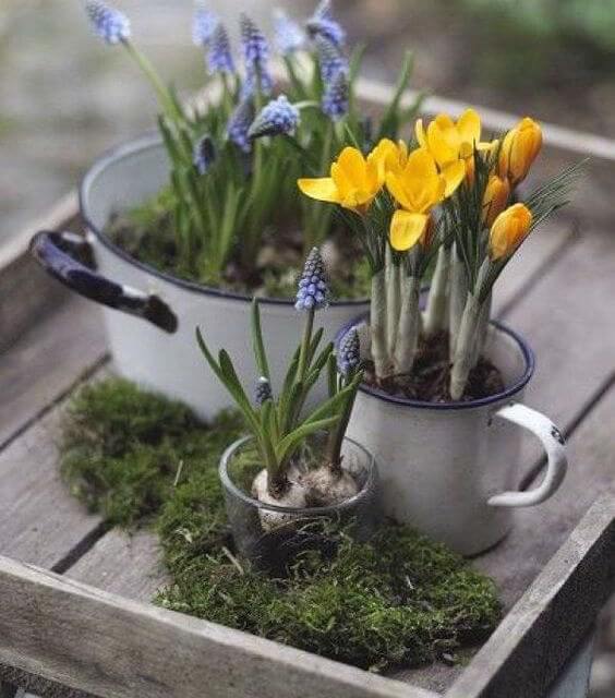 decoración con bulbos de plantas