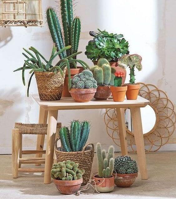 cactus y crasas para decorar