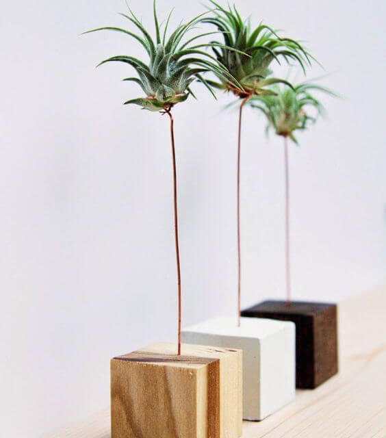 plantas aéreas para decorar la casa