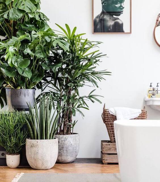 plantas para decorar el salón