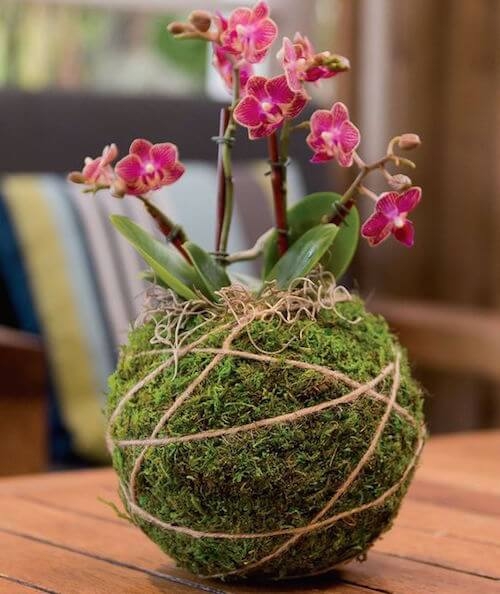 Plantas imprescindibles para decorar tu casa